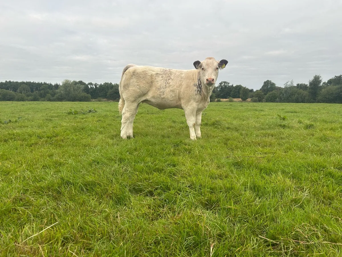 Roan heifer - Image 4