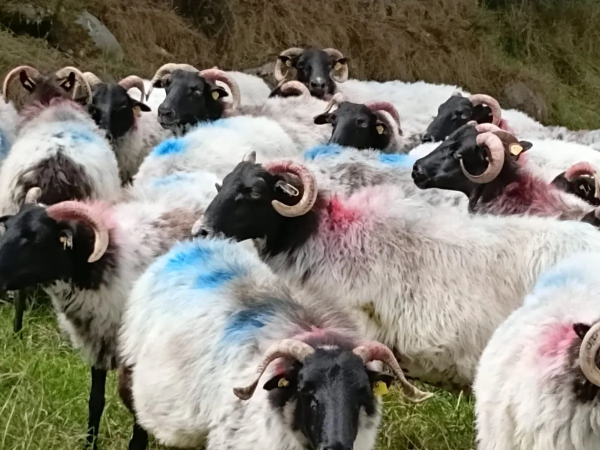 Sheep - Image 3