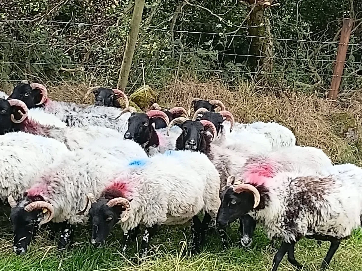 Sheep - Image 2