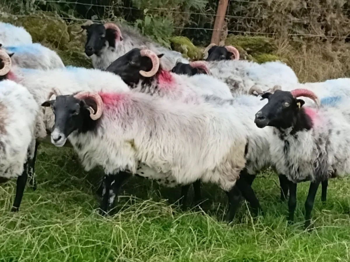 Sheep - Image 4