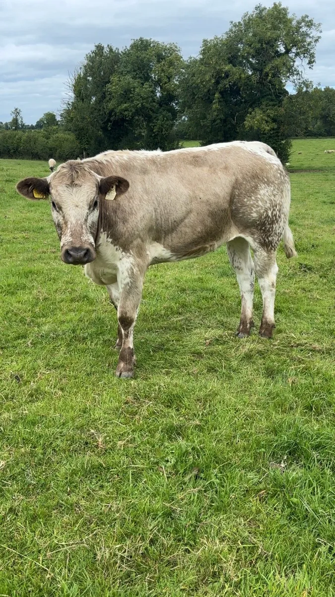Heifers - Image 4