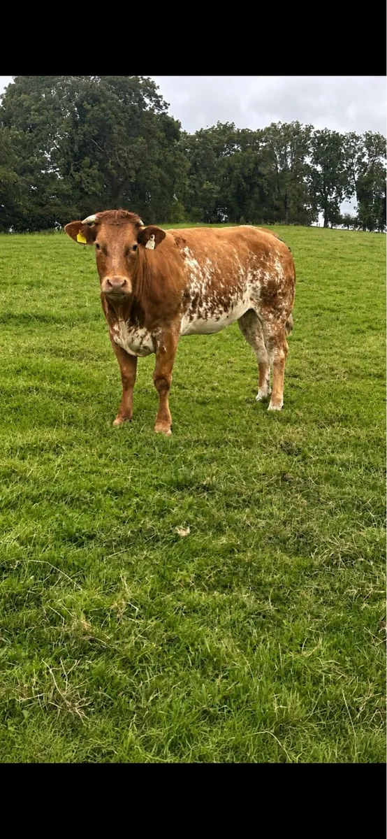 Heifers - Image 1