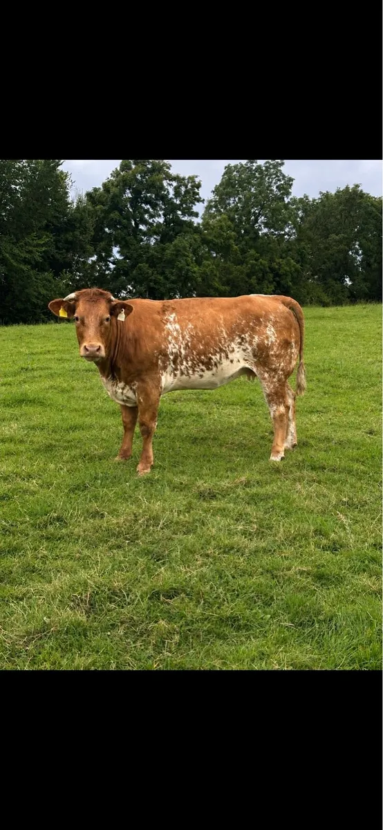 Heifers - Image 2
