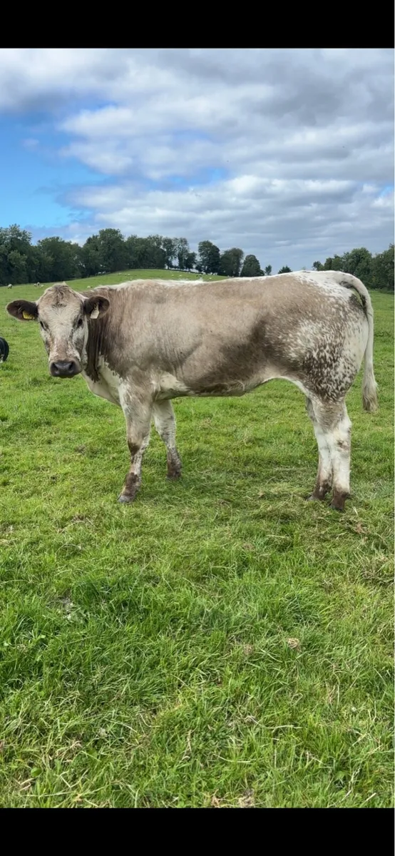 Heifers - Image 3