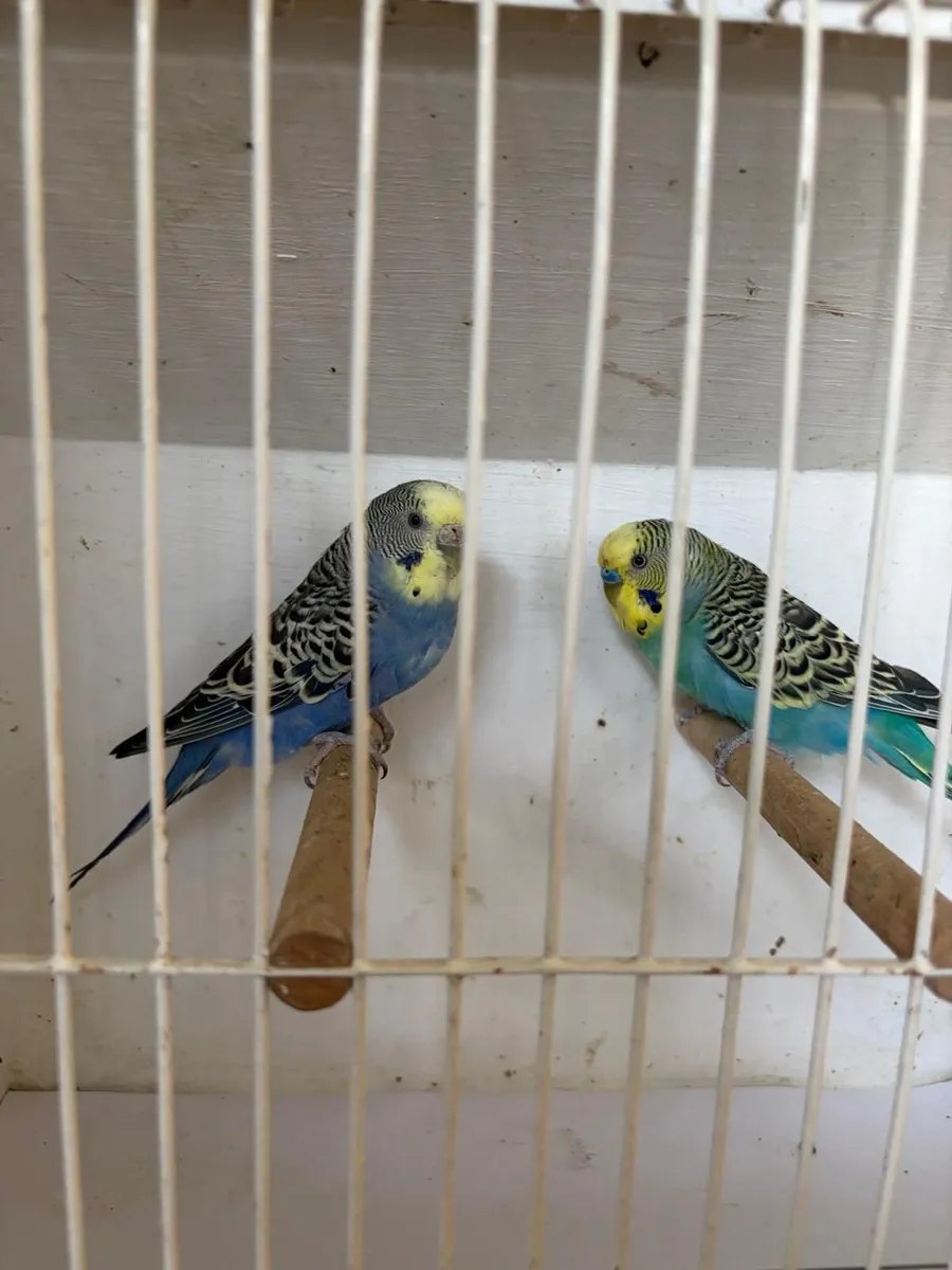 Black face ,normal budgie  cockitiels - Image 2