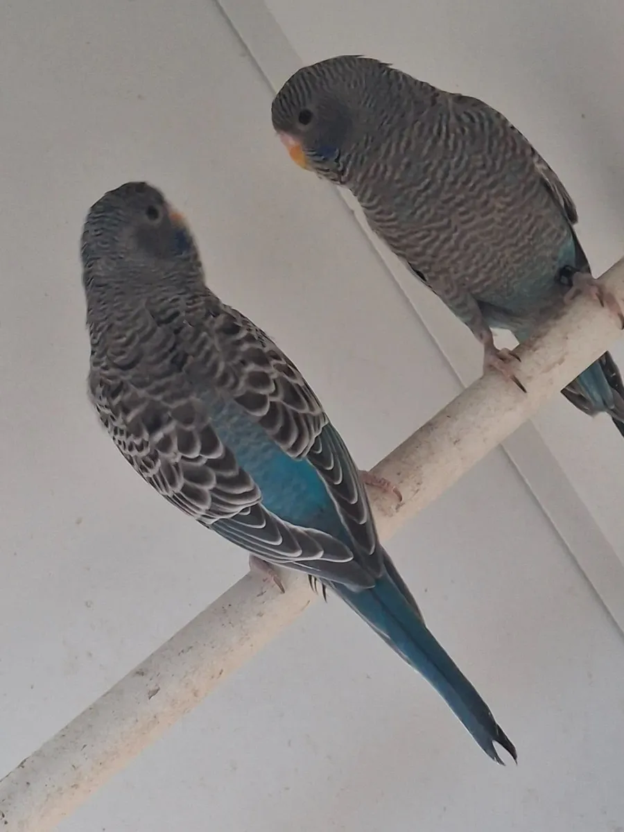 Black face ,normal budgie  cockitiels - Image 4