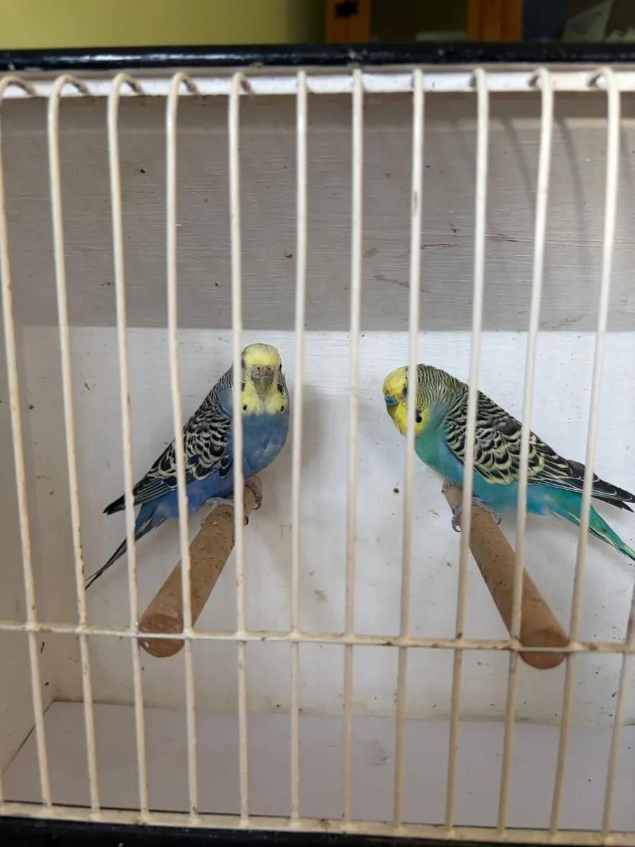 Black face ,normal budgie  cockitiels - Image 3