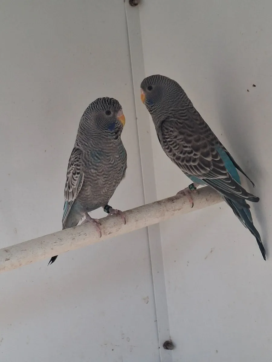 Black face ,normal budgie  cockitiels - Image 1