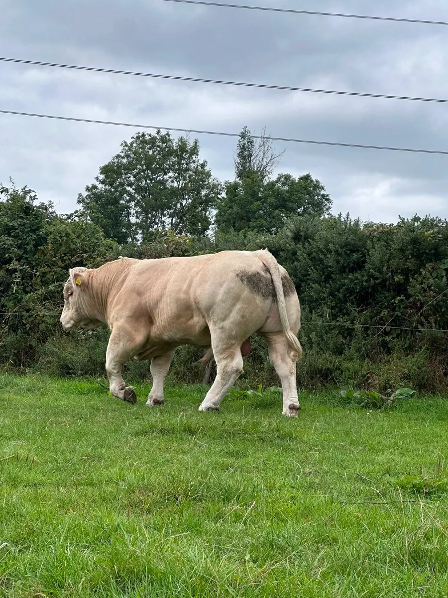 Charolais Pedigree Bull - Image 3