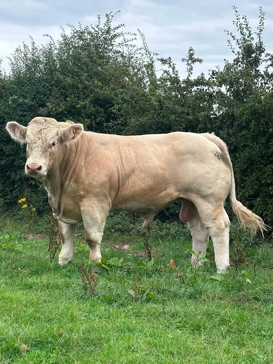 Charolais Pedigree Bull - Image 1