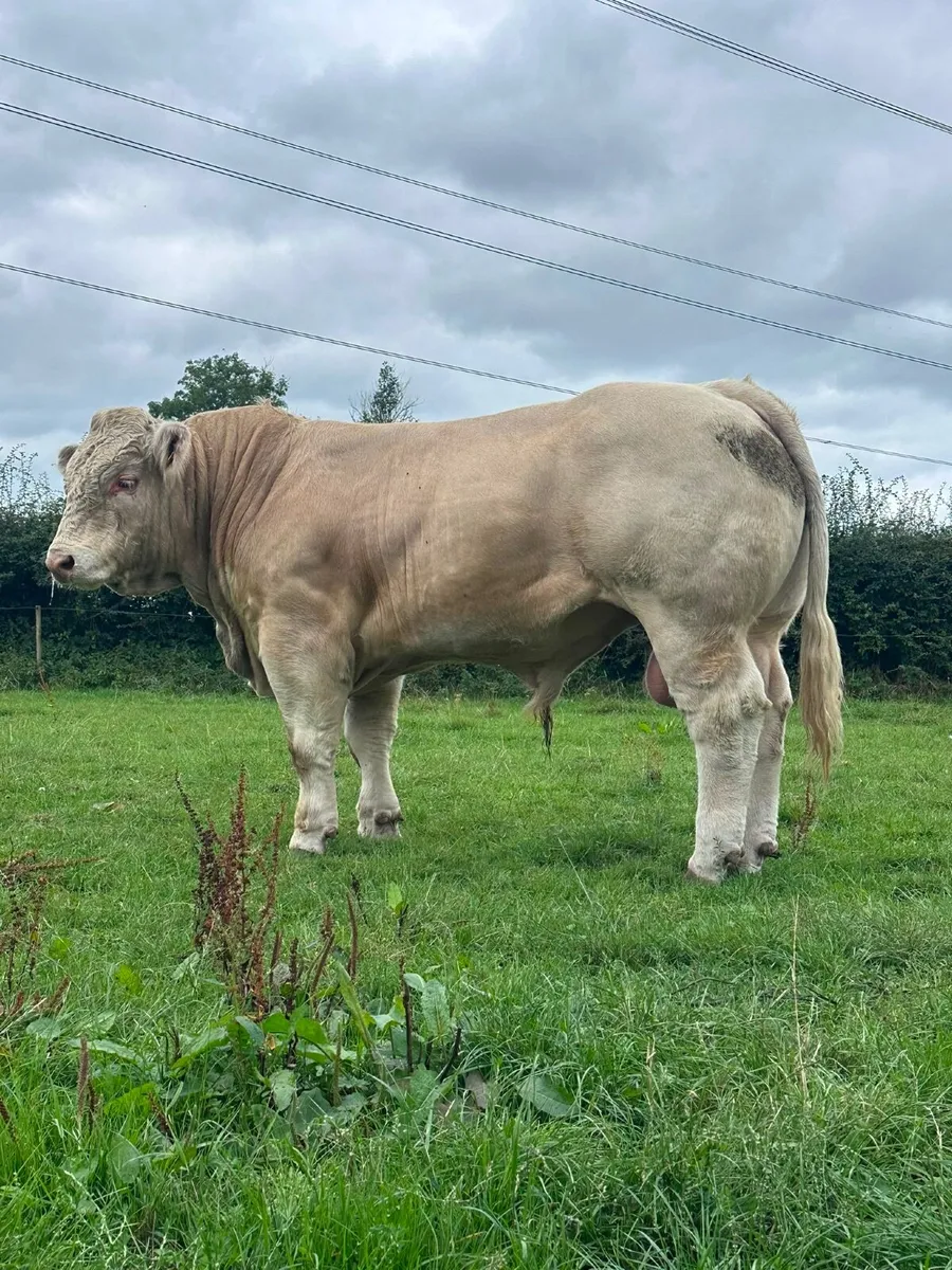 Charolais Pedigree Bull - Image 2