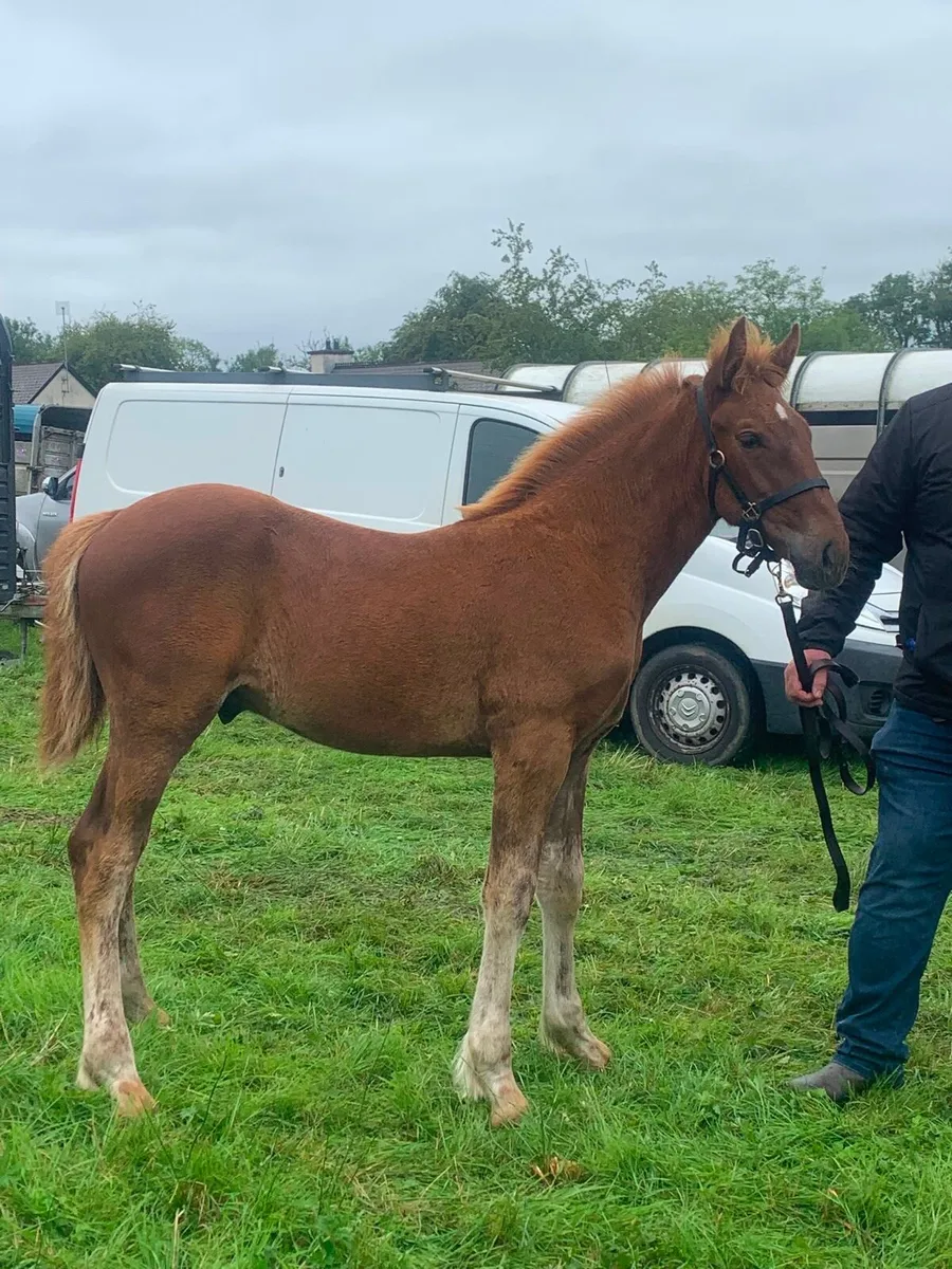 Irish Draught Colt Foal - Image 1