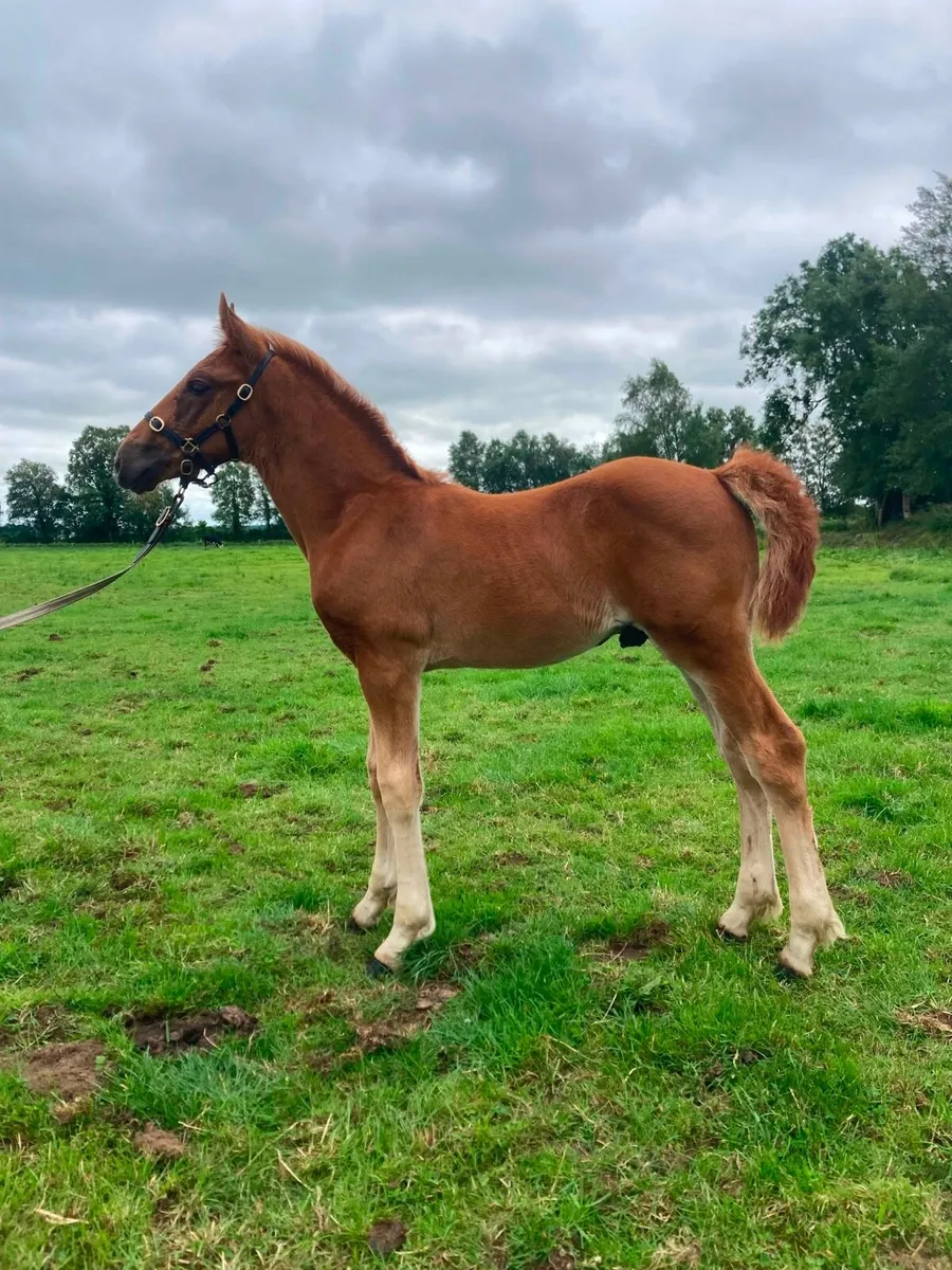 Irish Draught Colt Foal - Image 2