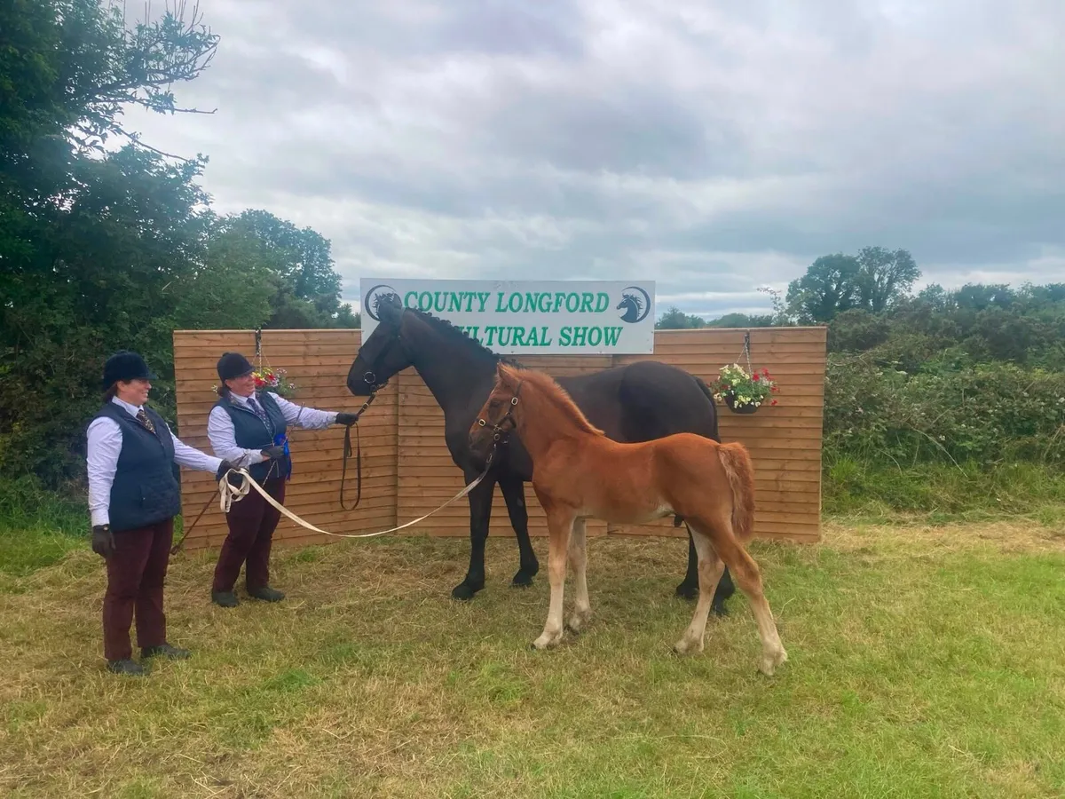 Irish Draught Colt Foal - Image 3