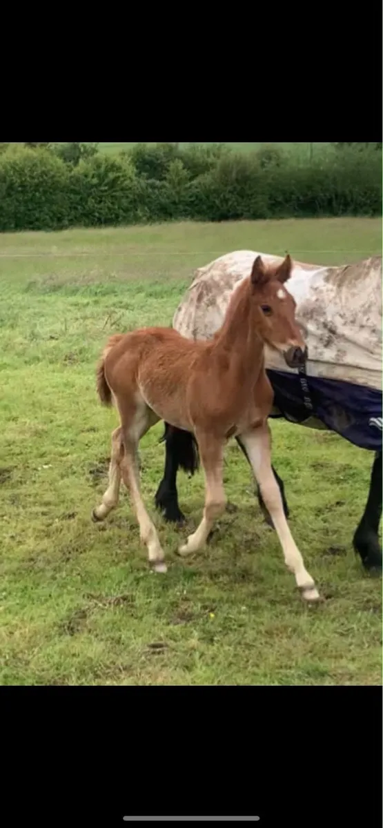 Irish Draught Colt Foal - Image 4
