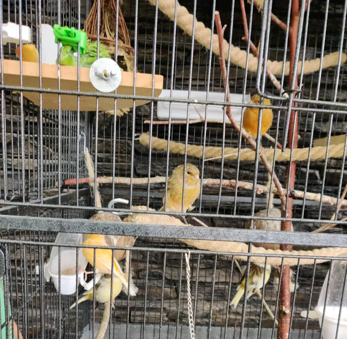 Canaries - Image 1