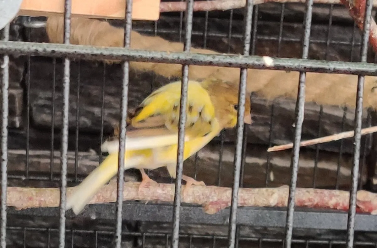 Canaries - Image 2