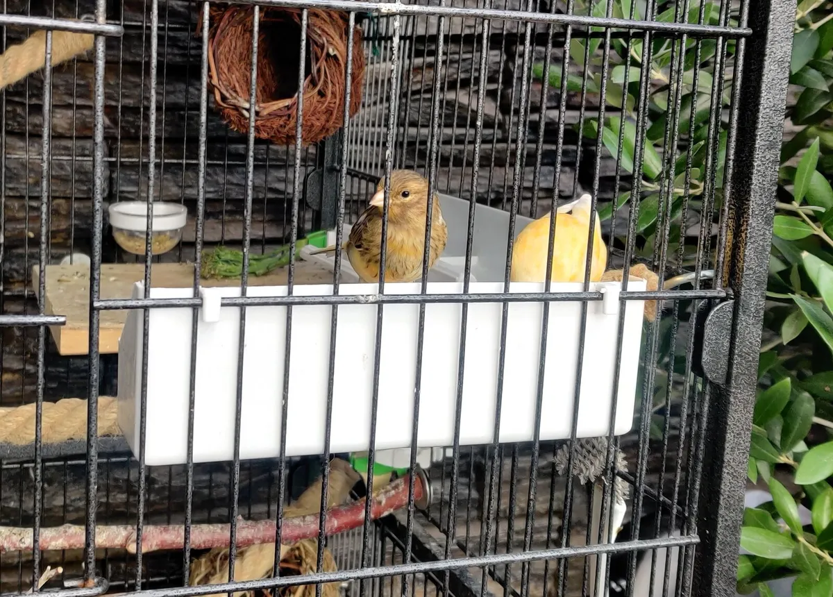 Canaries - Image 3