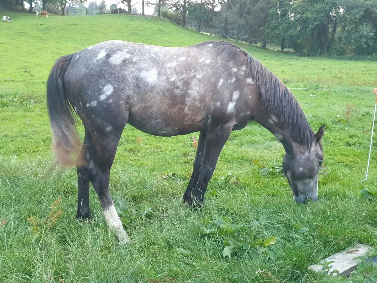 3 year old Irish Sport Horse Colt - Image 2