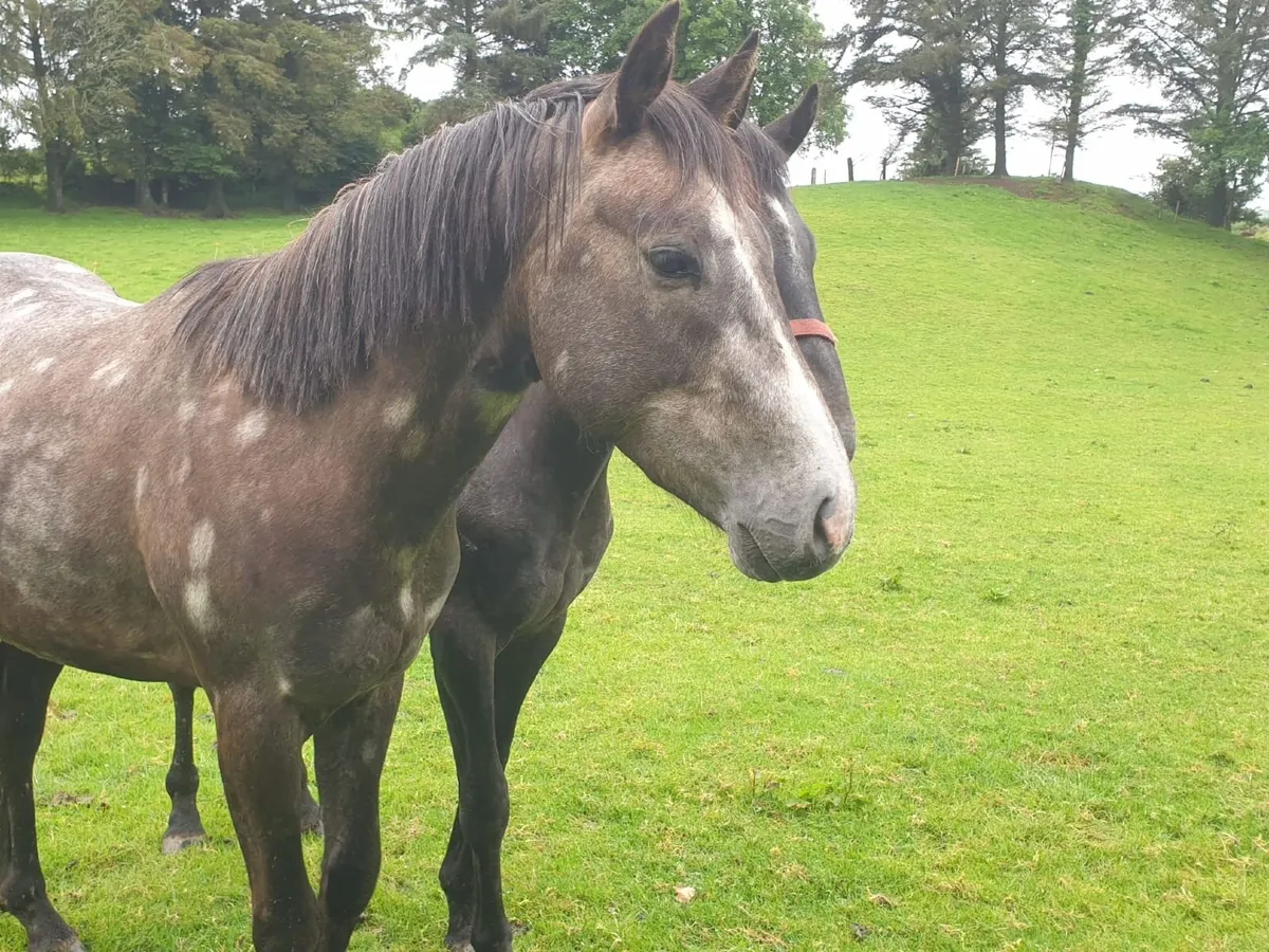 3 year old Irish Sport Horse Colt - Image 3