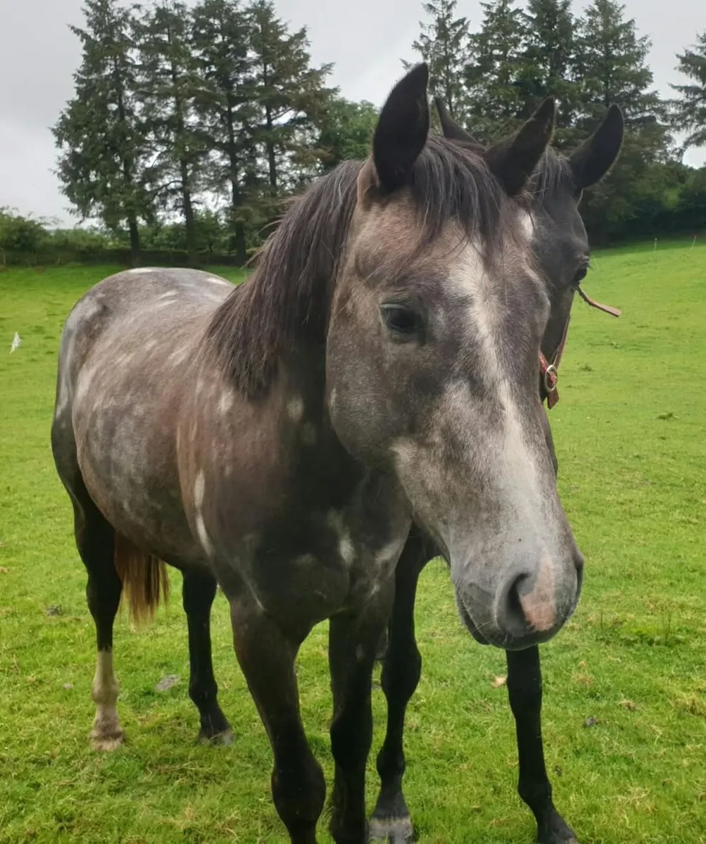 3 year old Irish Sport Horse Colt - Image 4