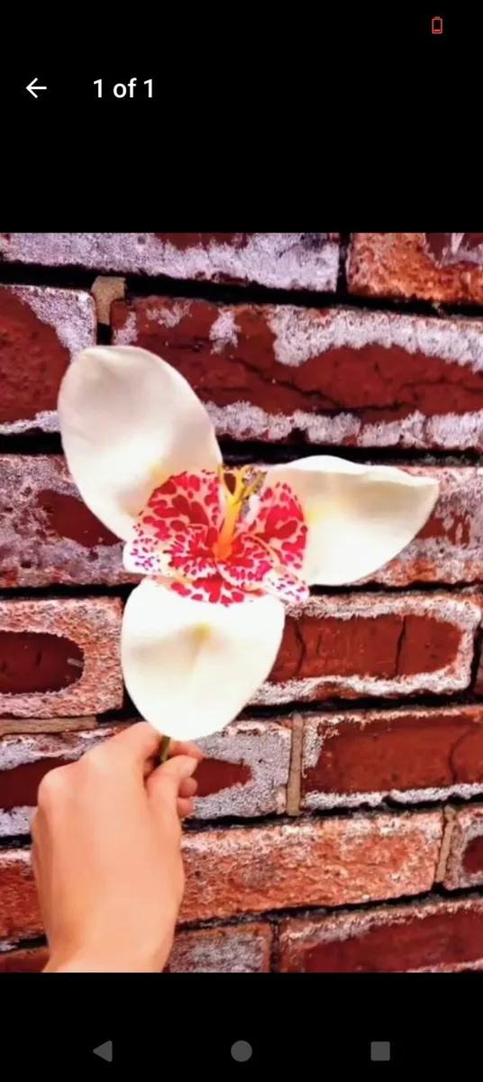 Tiger Flower