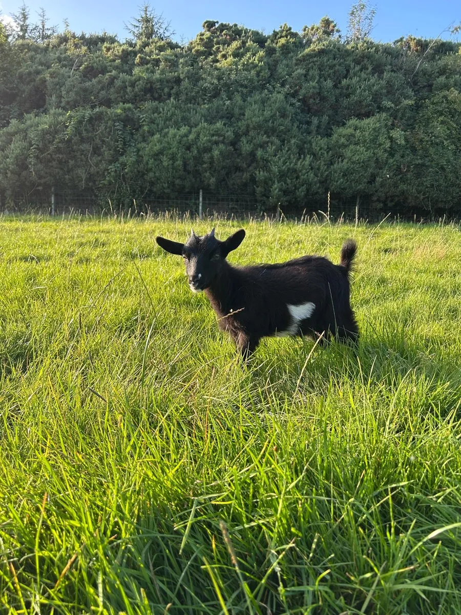 Pygmy goats - Image 3