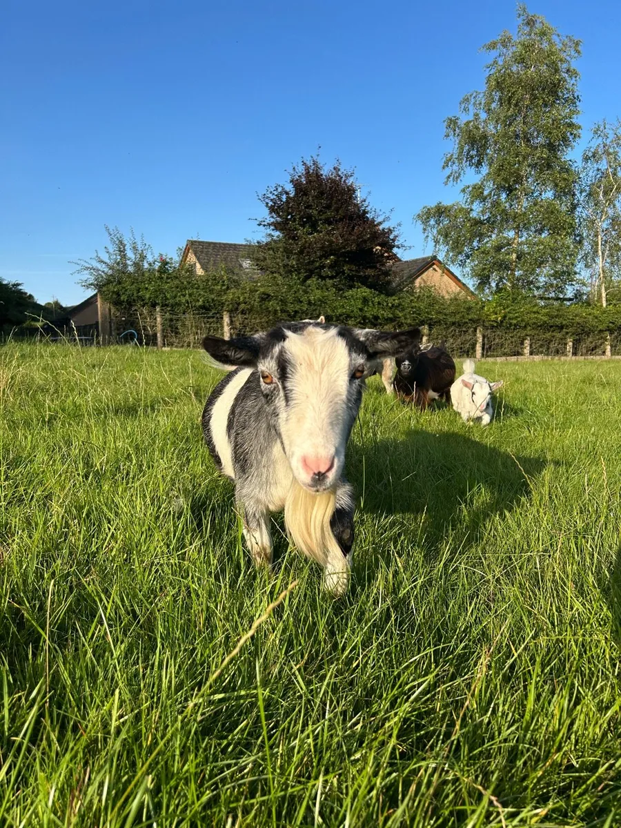 Pygmy goats - Image 4