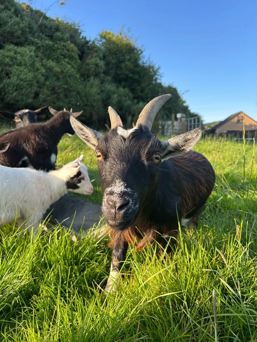 Pygmy goats - Image 1