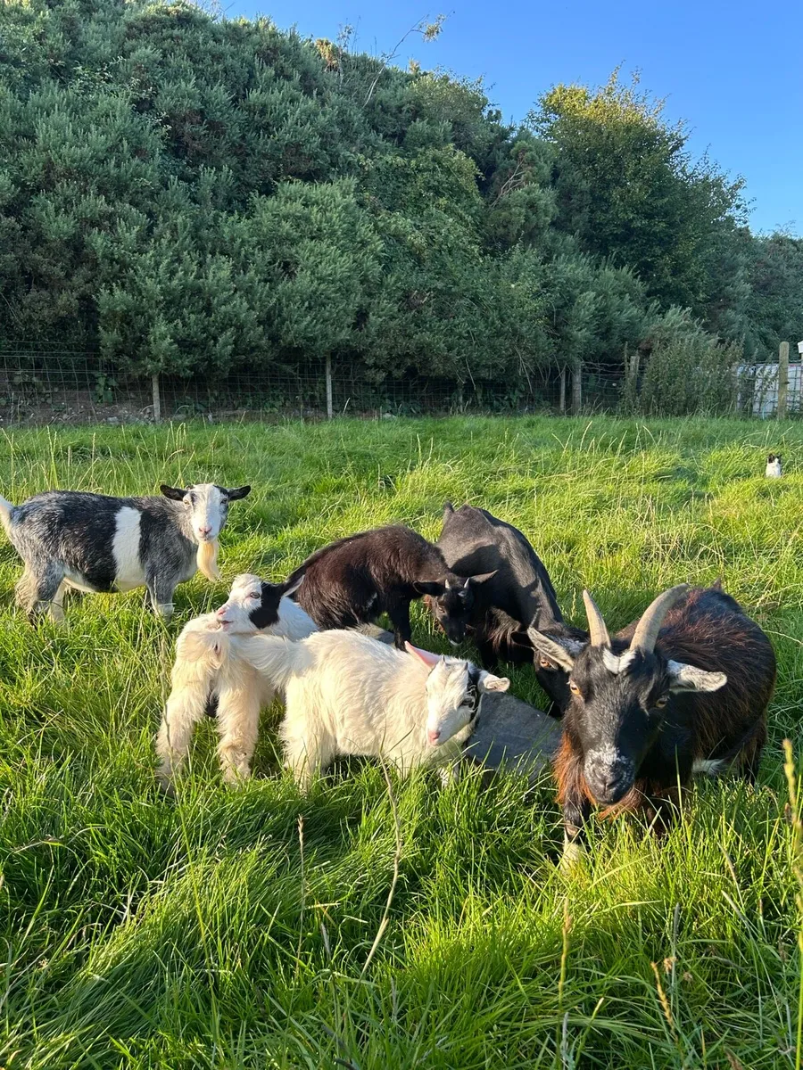 Pygmy goats - Image 1