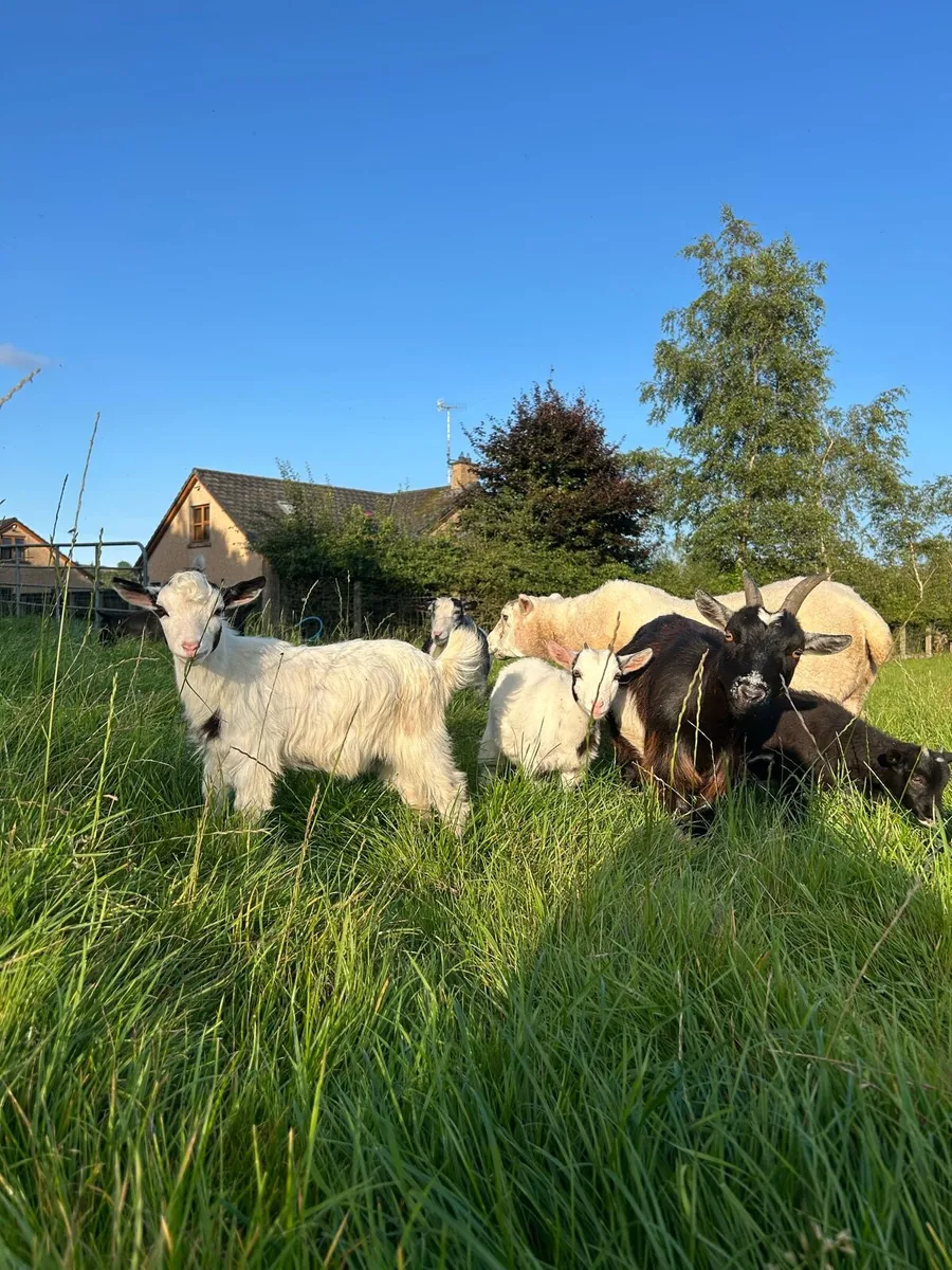 Pygmy goats - Image 2
