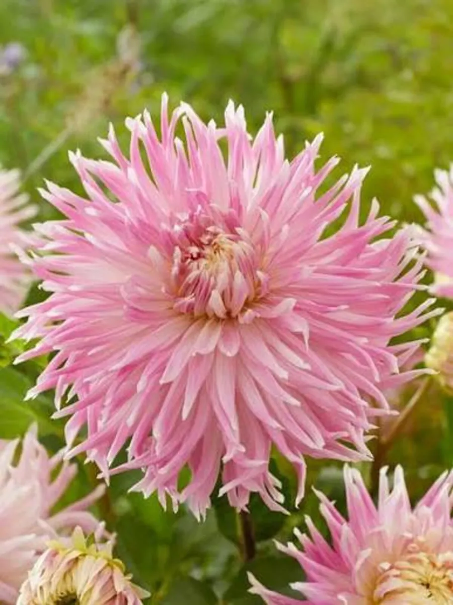 Giant Dhalia Pink Passion