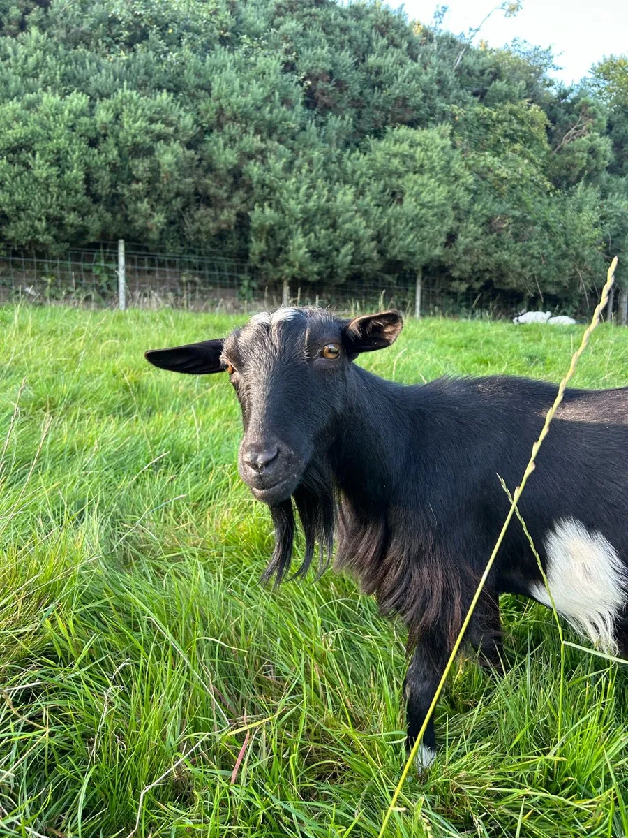 Pygmy goats - Image 2