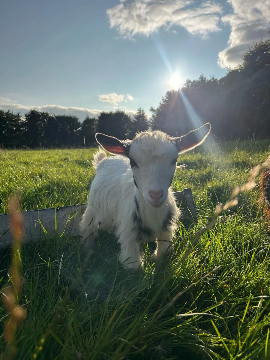 Pygmy goat - Image 2