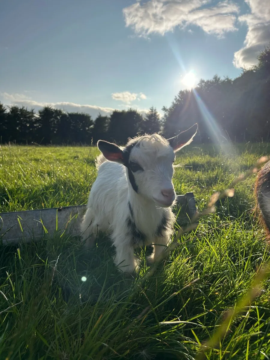 Pygmy goat - Image 3