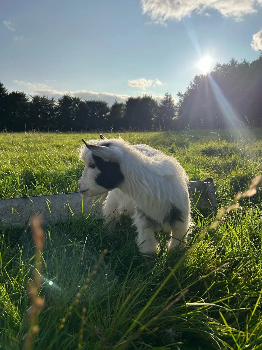Pygmy goat - Image 4