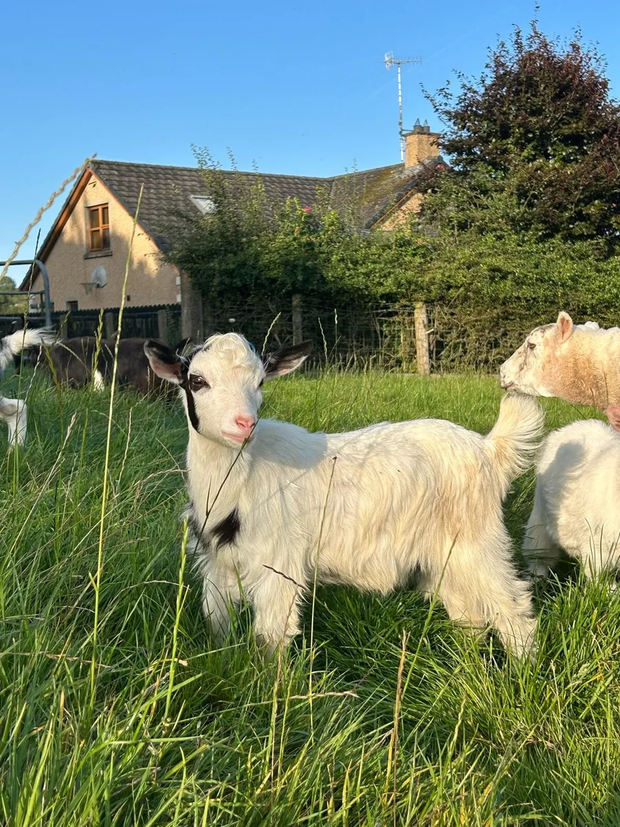 Pygmy goat - Image 1
