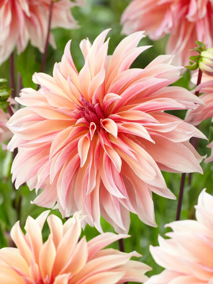 Dhalia Labyrinth