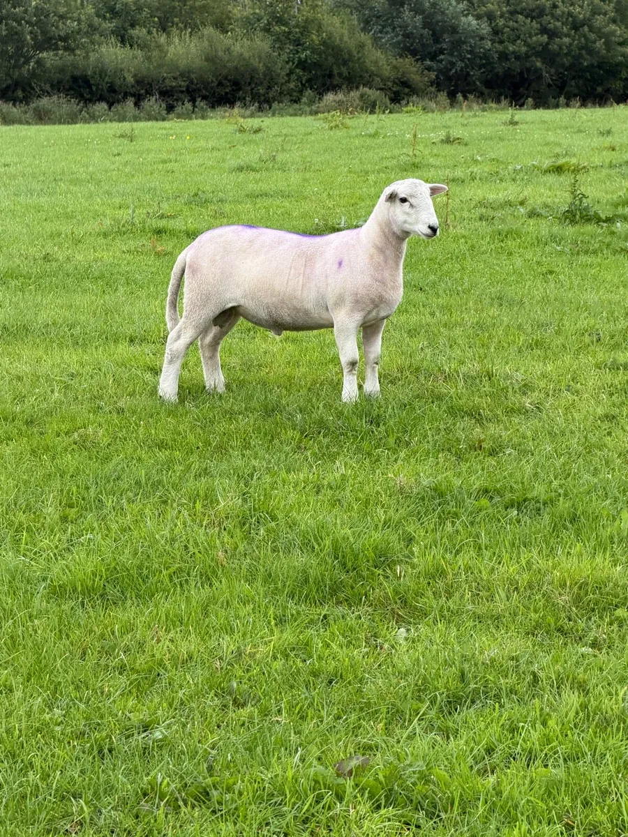 Easy care easycare organic rams & ewe, ram lambs - Image 2