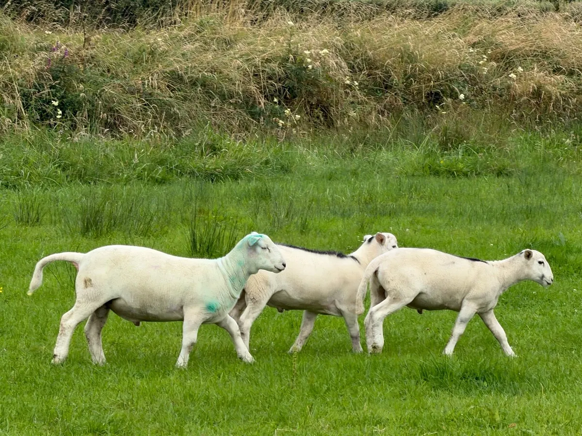 Easy care easycare organic rams & ewe, ram lambs - Image 3