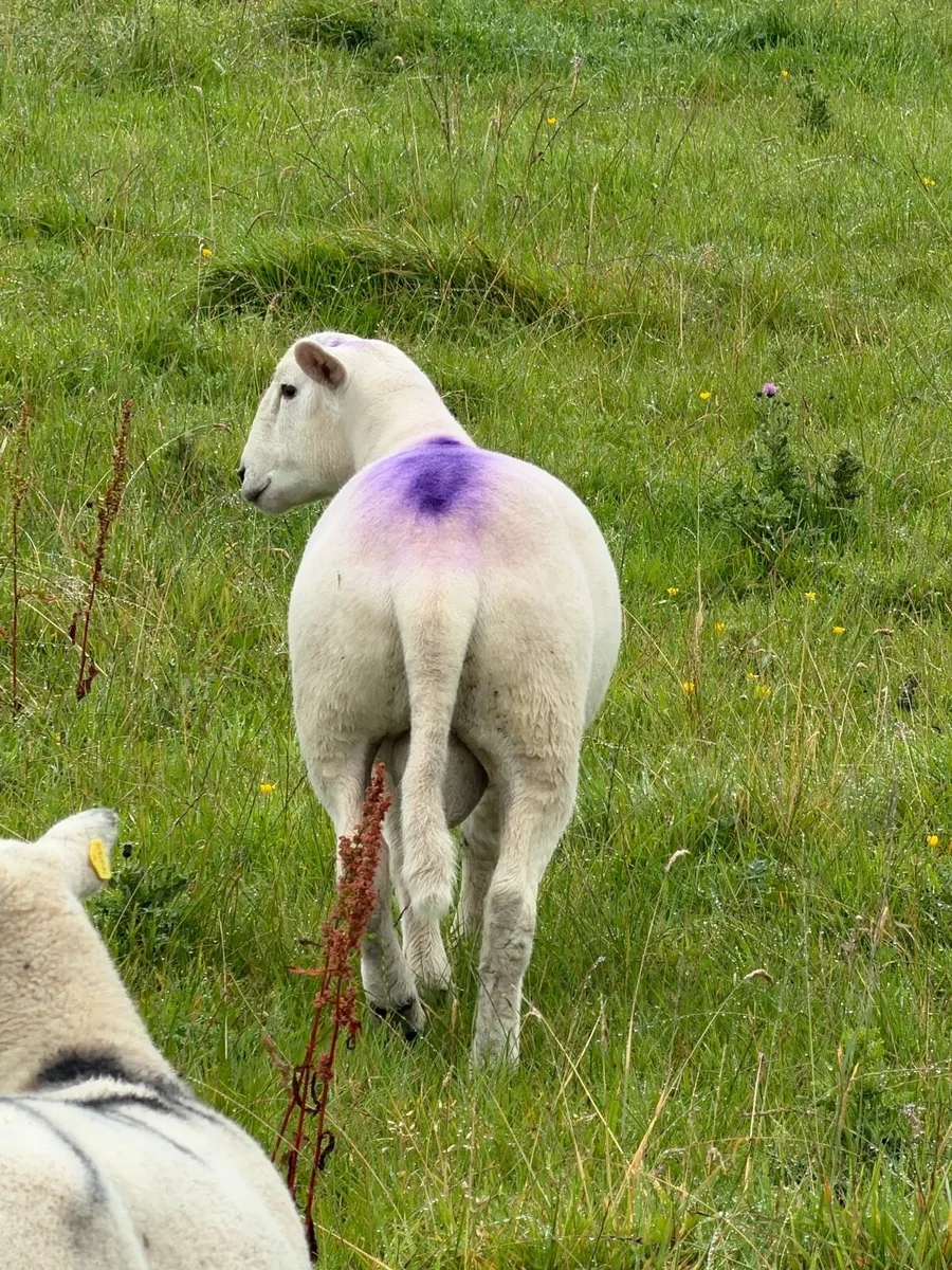 Easy care easycare organic rams & ewe, ram lambs - Image 4