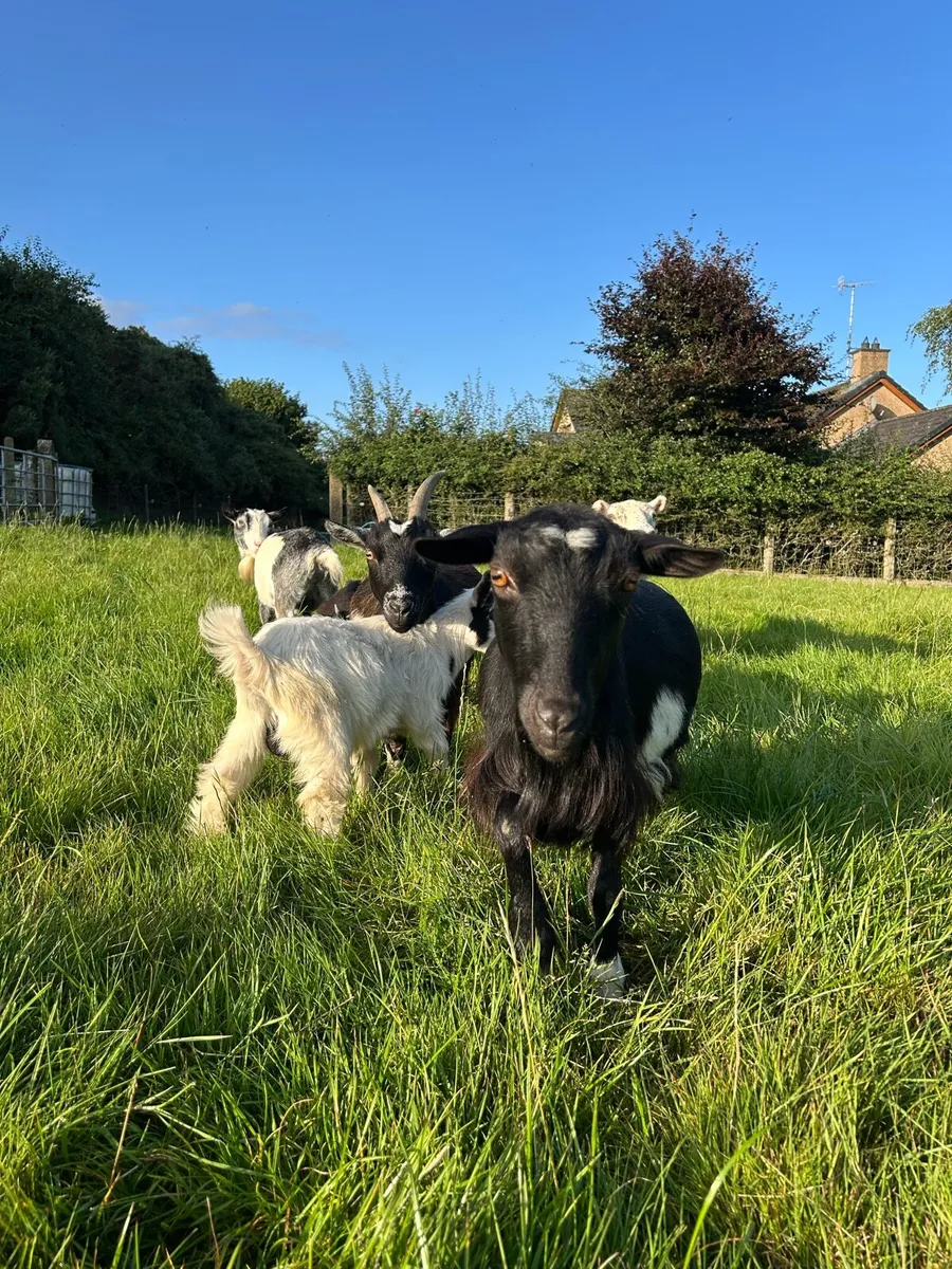 Pygmy goats - Image 3