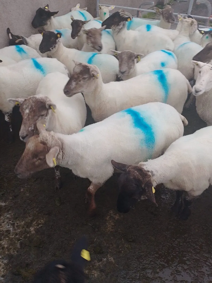 Cross breed Hoggets - Image 1