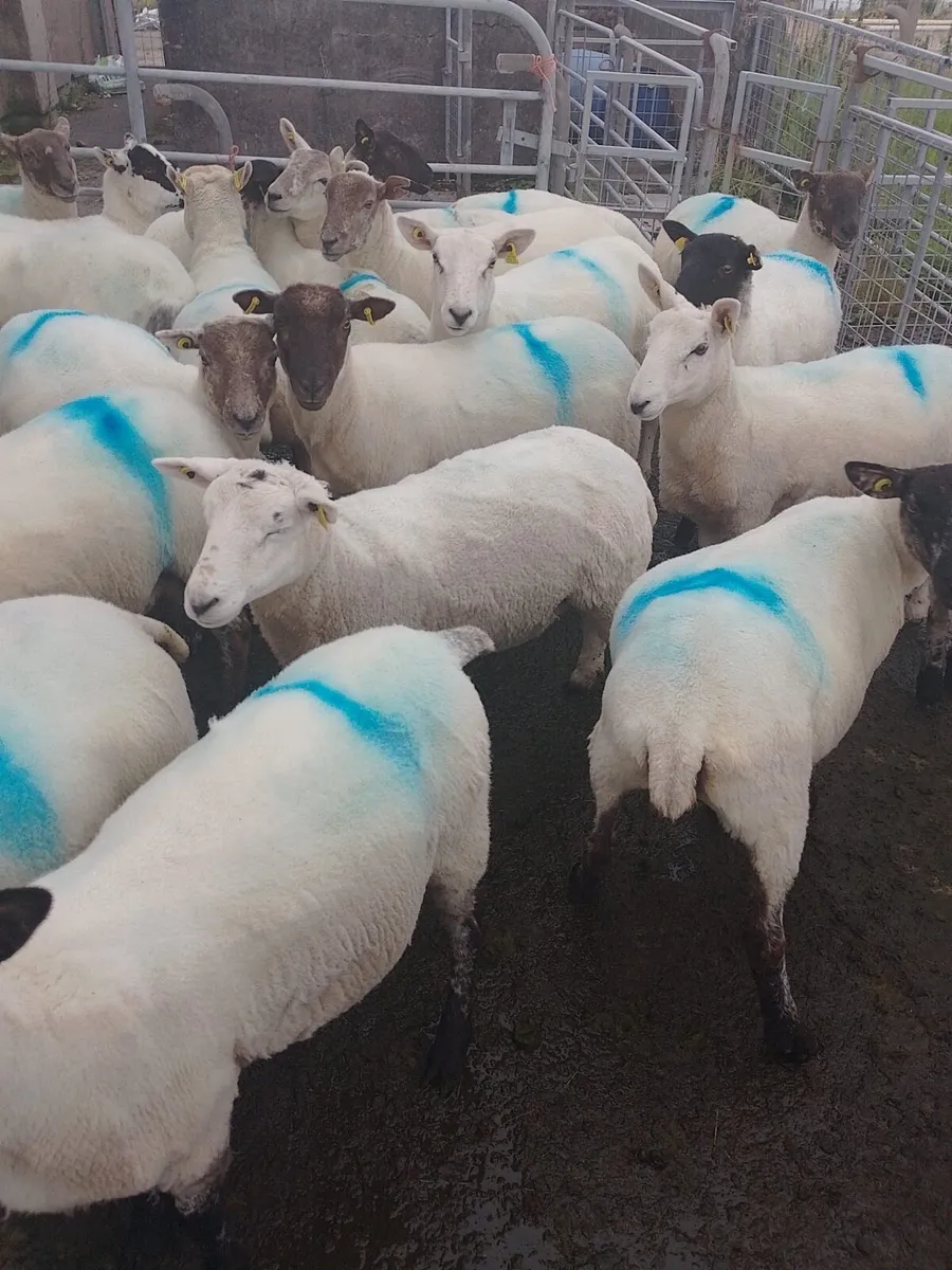Cross breed Hoggets - Image 2