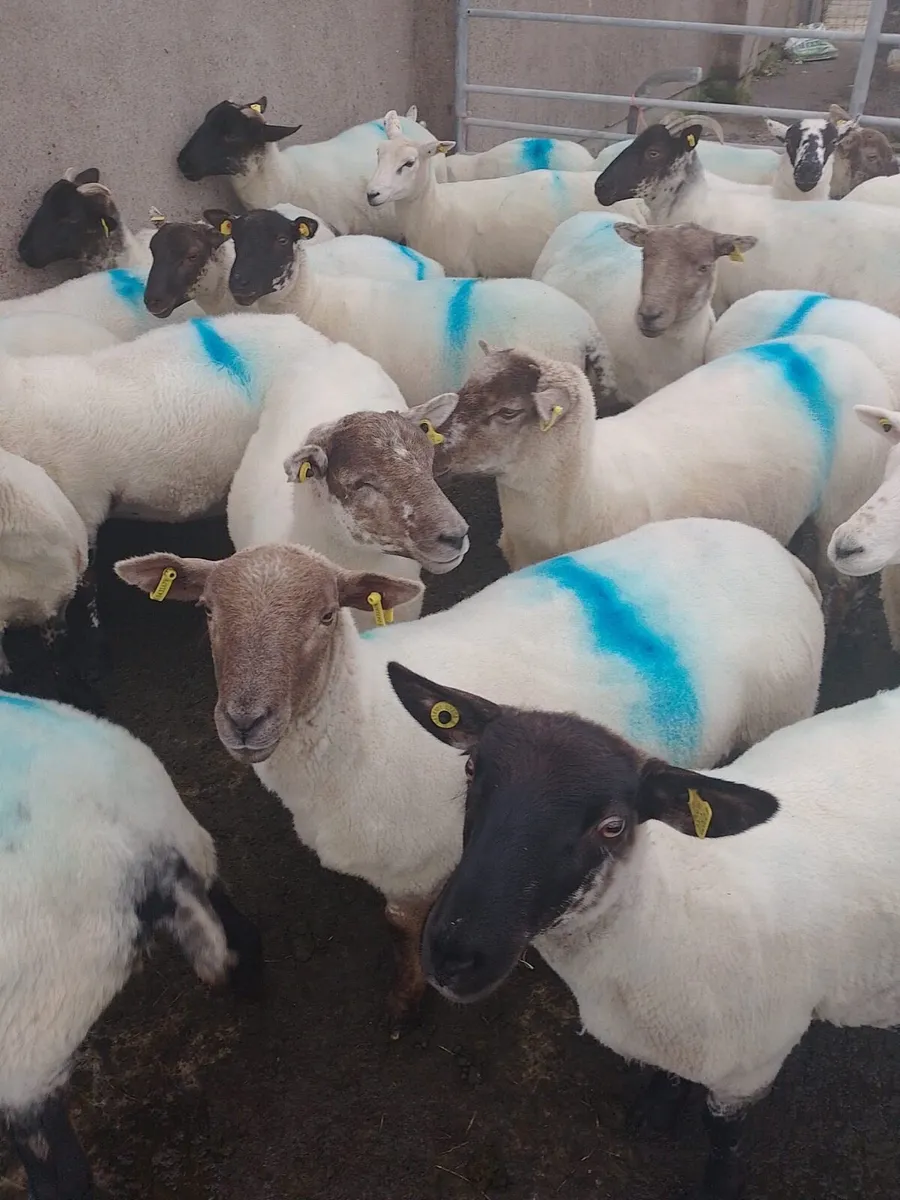 Cross breed Hoggets - Image 3