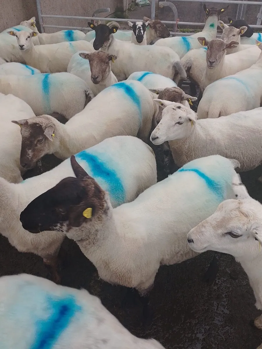 Cross breed Hoggets - Image 4