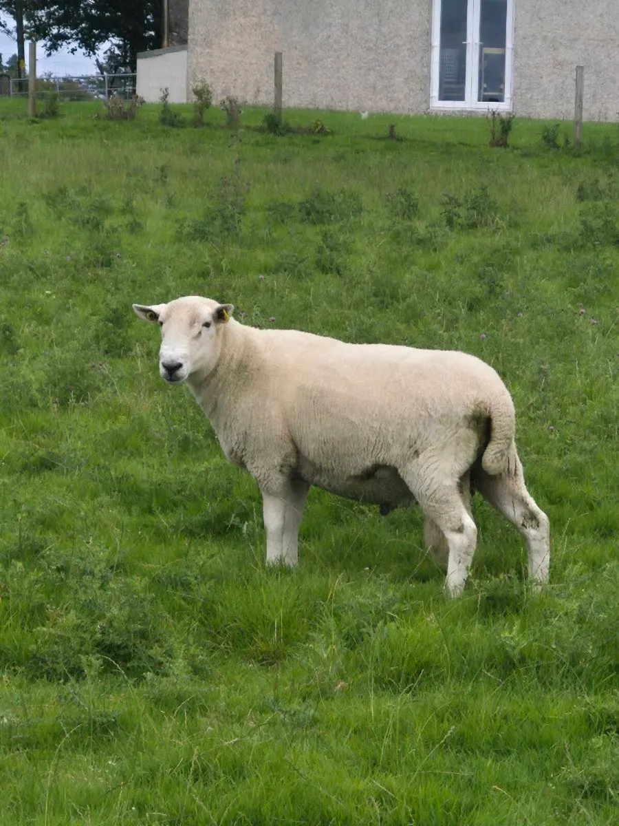 Wicklow Cheviot Ram - Image 2