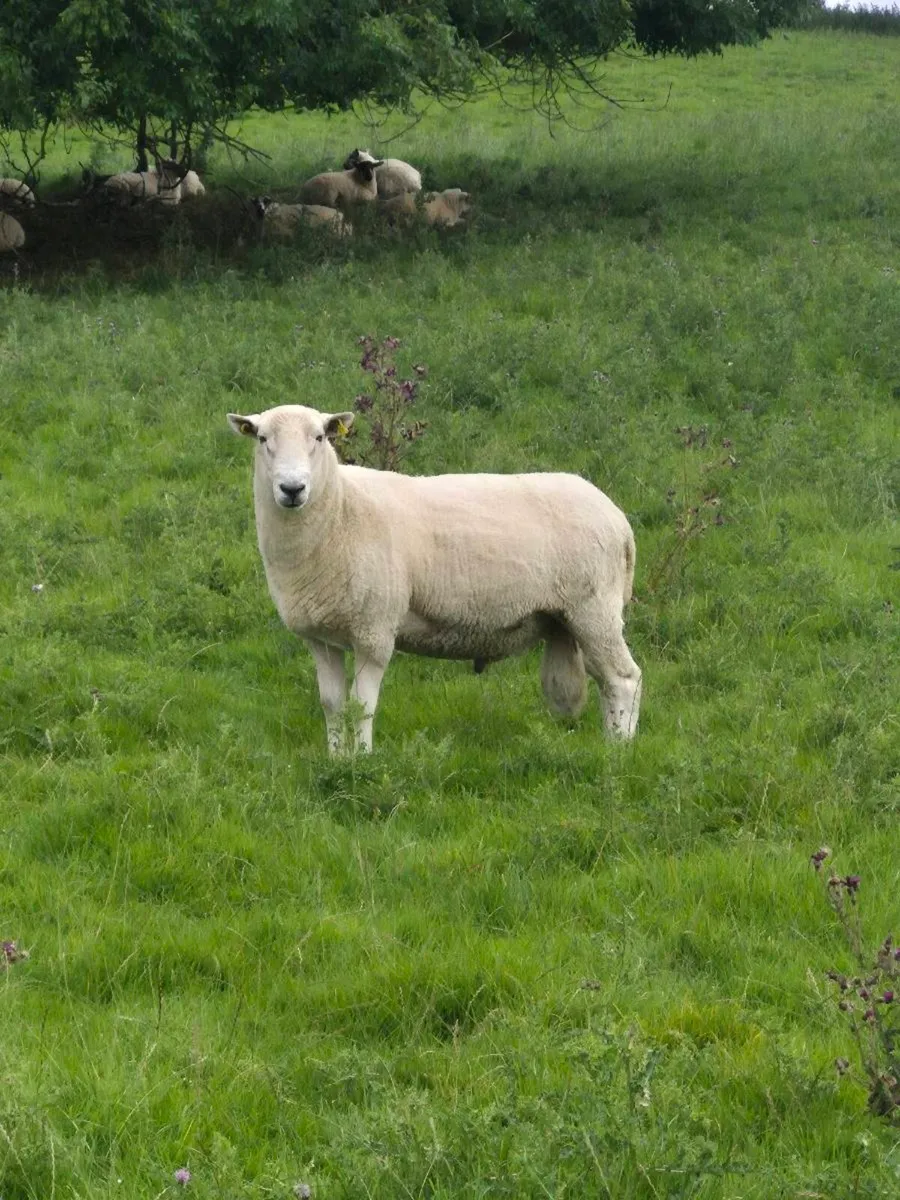 Wicklow Cheviot Ram - Image 3