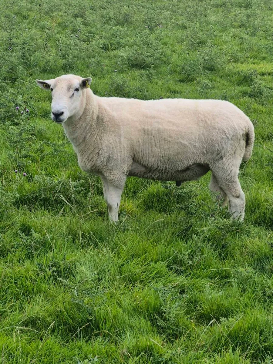 Wicklow Cheviot Ram - Image 1