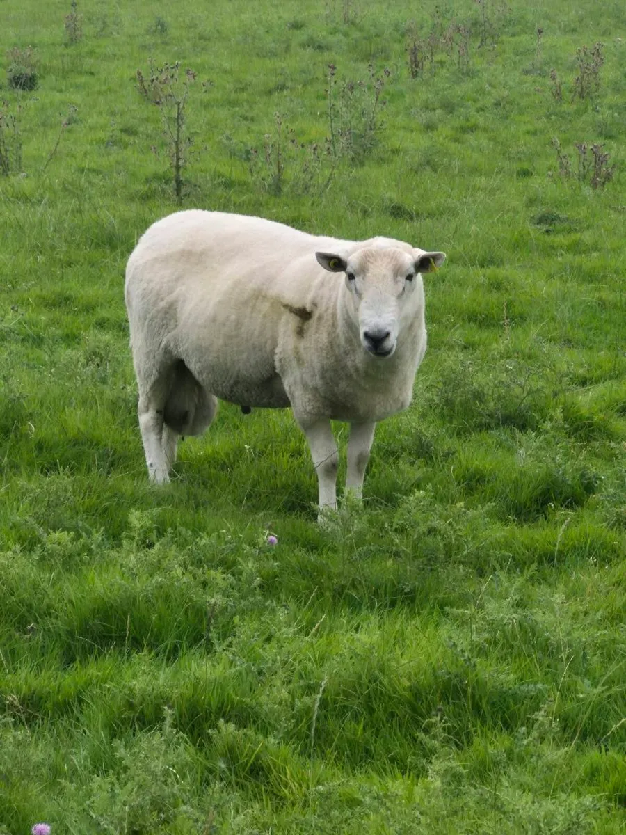Wicklow Cheviot Ram - Image 4